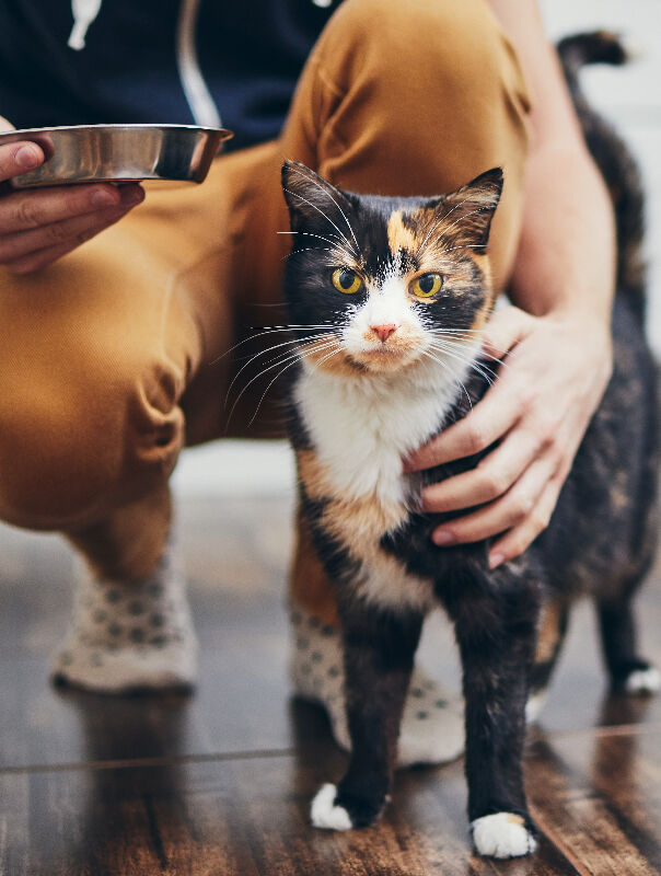 person holding food bowl and cat